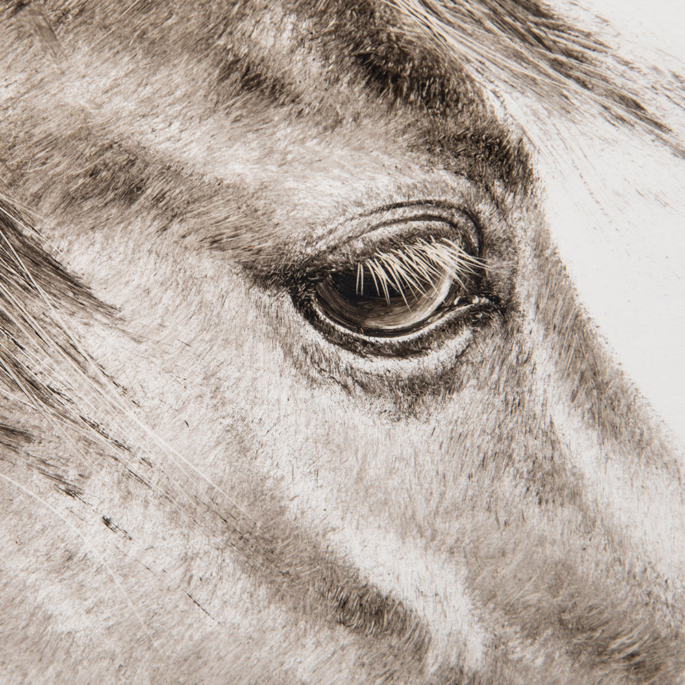 horse Acrylic Painting