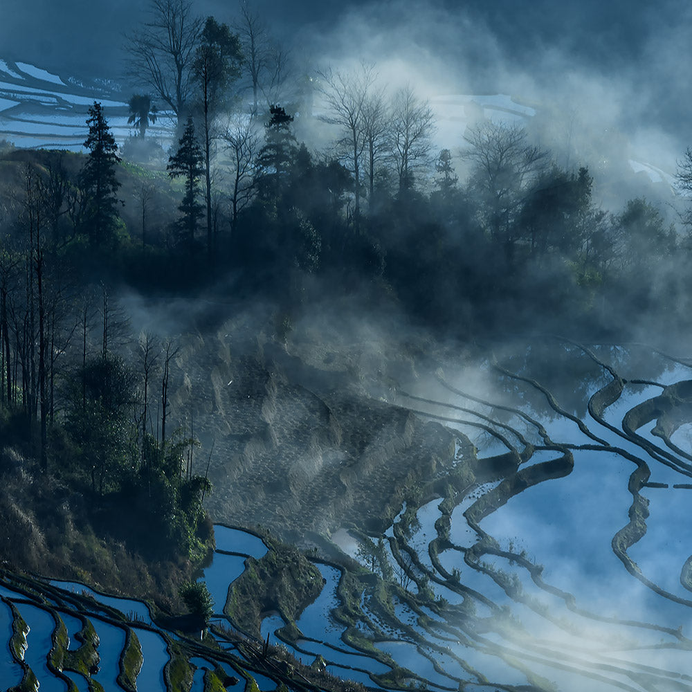 Terraced Fields Surrounded By Mist-Shu Zhang