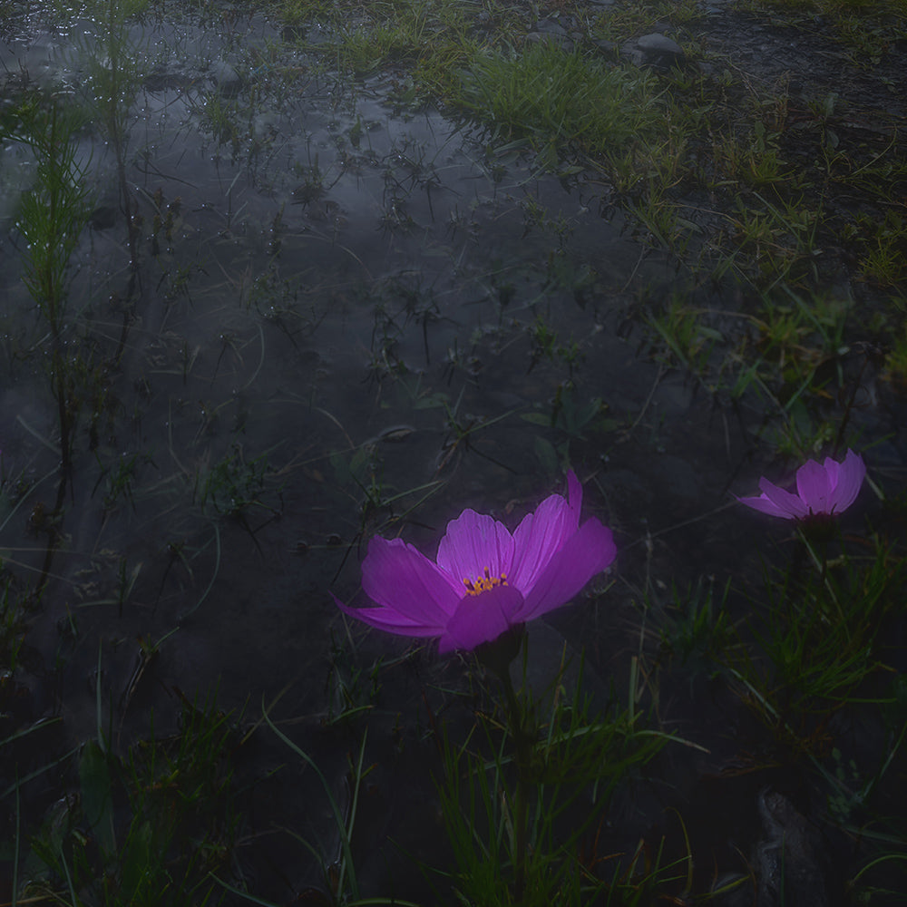 Flowers in Fog-Wuchao Du