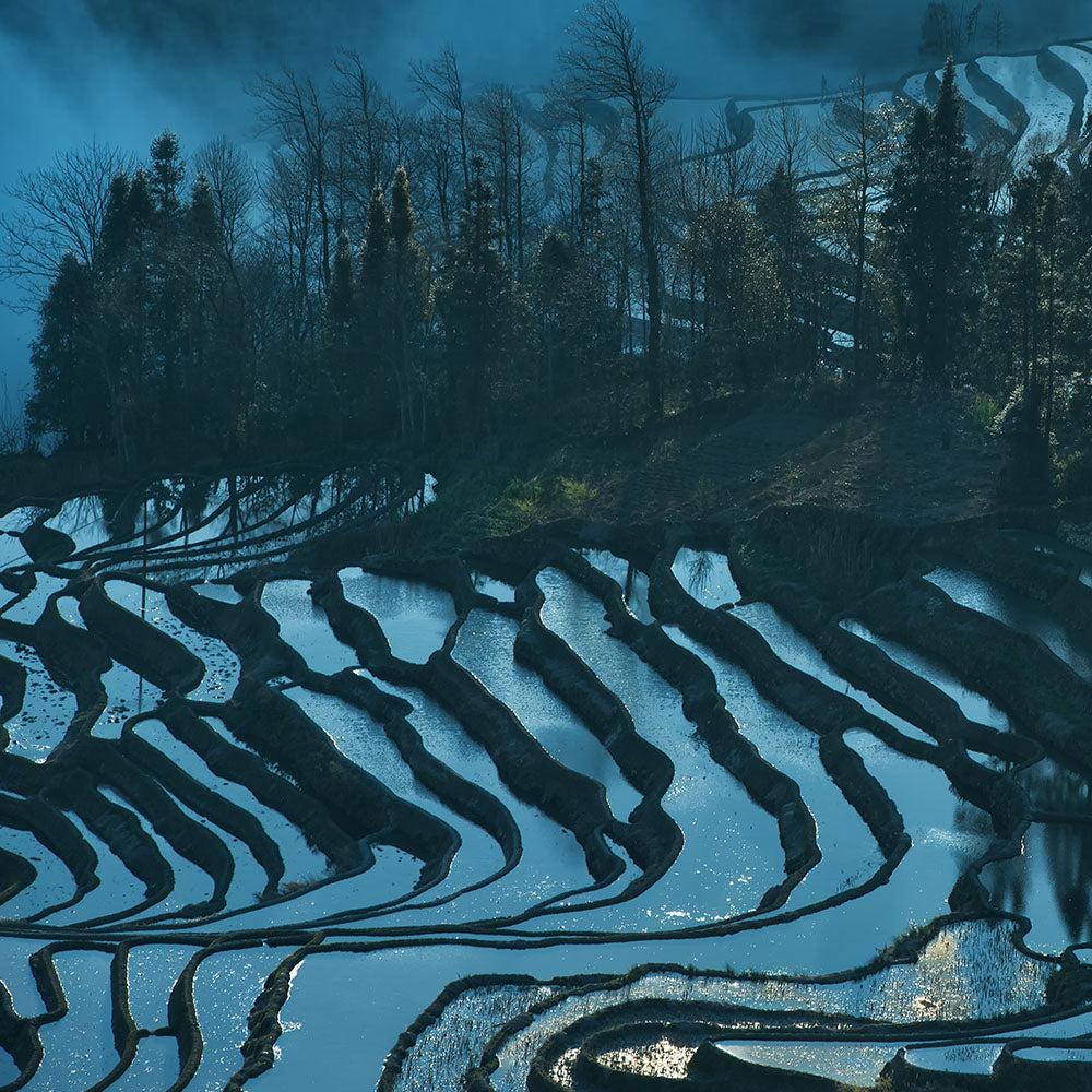 Terraced Fields in the Morning-Shu Zhang