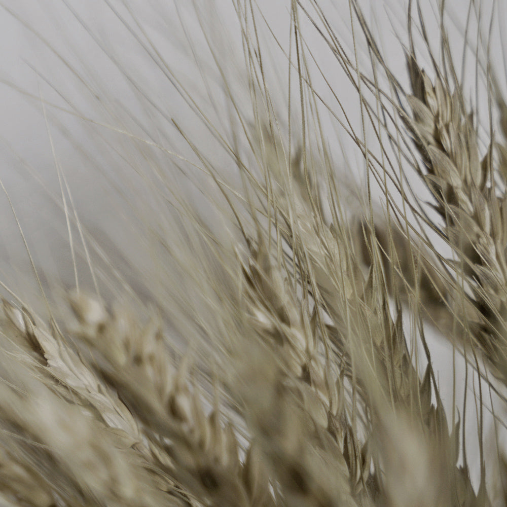 Wheat-Yiwei Huang